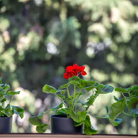 Korta Διαμέρισμα *